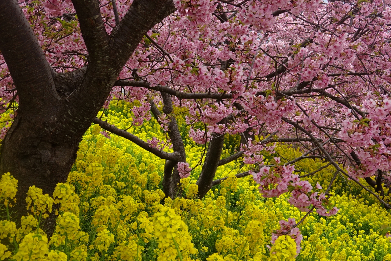 第２１回 まつだ桜まつり 河津桜と菜の花 小田原 神奈川県 の旅行記 ブログ By Takeおじさん フォートラベル