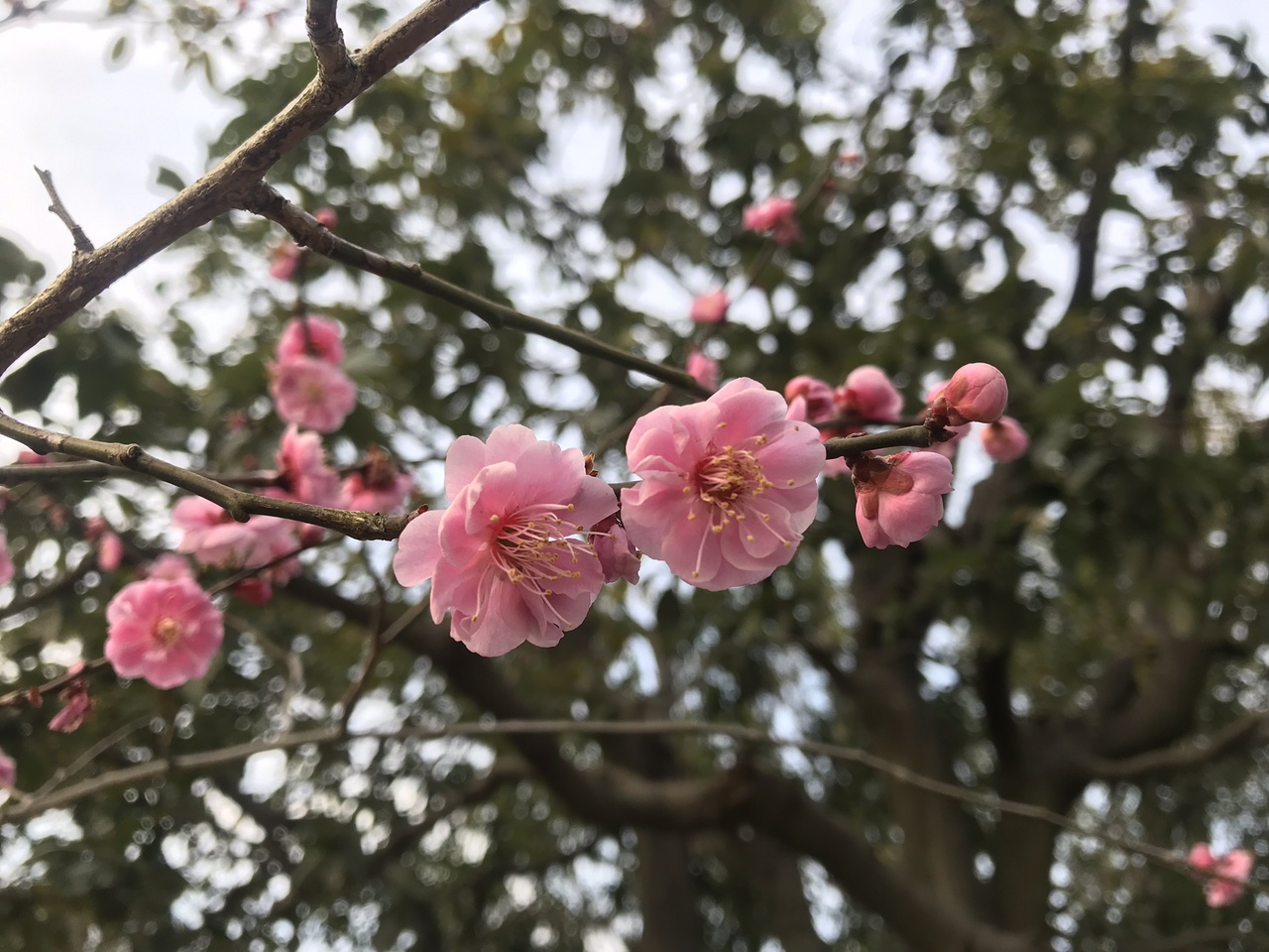 3月初め 京都 梅めぐり 平安神宮 京都御所 北野天満宮の梅苑ライトアップ 京都の旅行記 ブログ By Rui Ktさん フォートラベル