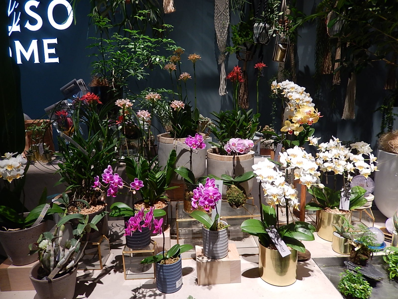 日本橋高島屋s C 新館一階にあるgreen Solso Homeを訪問 日本橋 東京 の旅行記 ブログ By Tsunetaさん フォートラベル