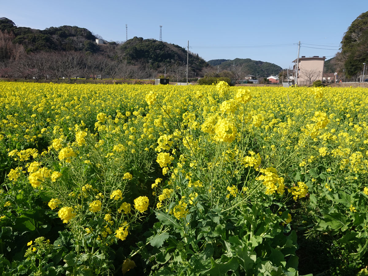南伊豆へ 19 02 11 その2 日野の菜の花畑 南伊豆 静岡県 の旅行記 ブログ By てんとう虫さん フォートラベル