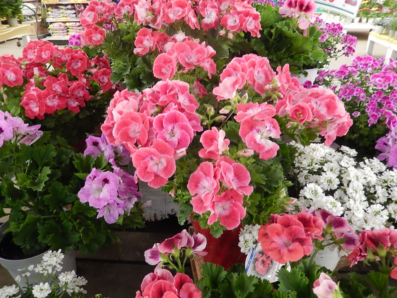 ガーデンセンターで見られた春の花 ２２ 埼玉県の旅行記 ブログ By Tsunetaさん フォートラベル