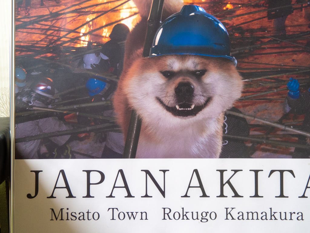 秋田 大館 秋田犬会館の秋田犬に会う 大館 秋田県 の旅行記 ブログ By Picotabiさん フォートラベル