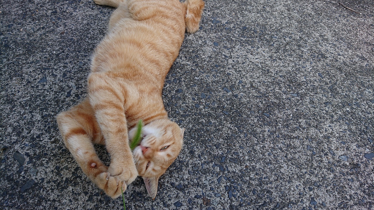 猫さるく ﾟwﾟ 尾 ﾟwﾟ 道 ﾟwﾟ 猫マップ たまに更新 尾道 広島県 の旅行記 ブログ By さるくさん フォートラベル