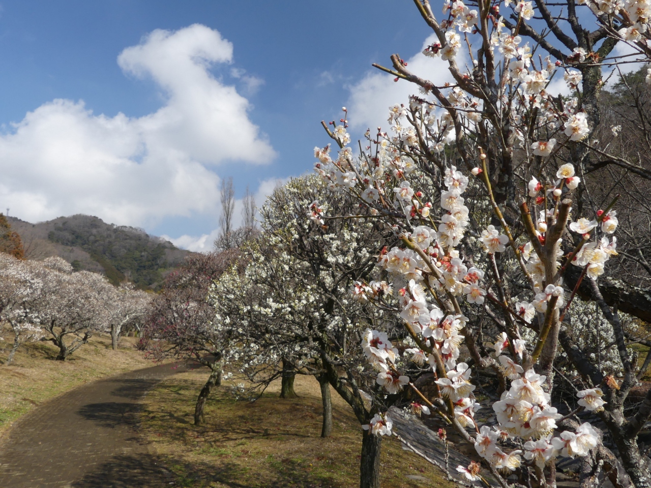 梅林公園 のウメ 19 白梅は見頃間近 紅梅は見頃過ぎでした 栃木県 佐野市 佐野 栃木県 の旅行記 ブログ By Minamicazeさん フォートラベル
