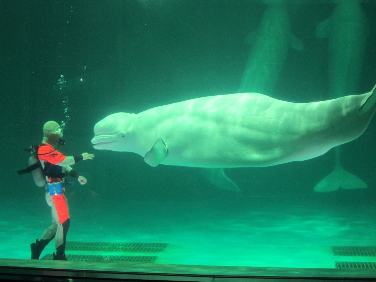 鴨川シーワールド ディスカバリーガイダンスを楽しむ 鴨川 千葉県 の旅行記 ブログ By もとさん フォートラベル 鴨川シーワールド ディスカバリーガイダンスを楽しむ 鴨川 千葉県 の旅行記 ブログ By もとさん フォートラベル