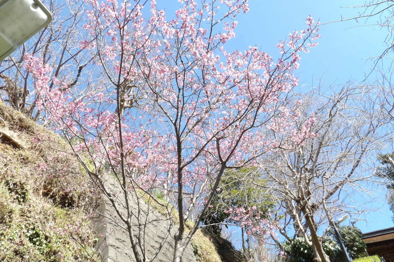 Jr北鎌倉駅至便の観光スポット 富士山は日本一 鎌倉 神奈川県 の旅行記 ブログ By ドクターキムルさん フォートラベル