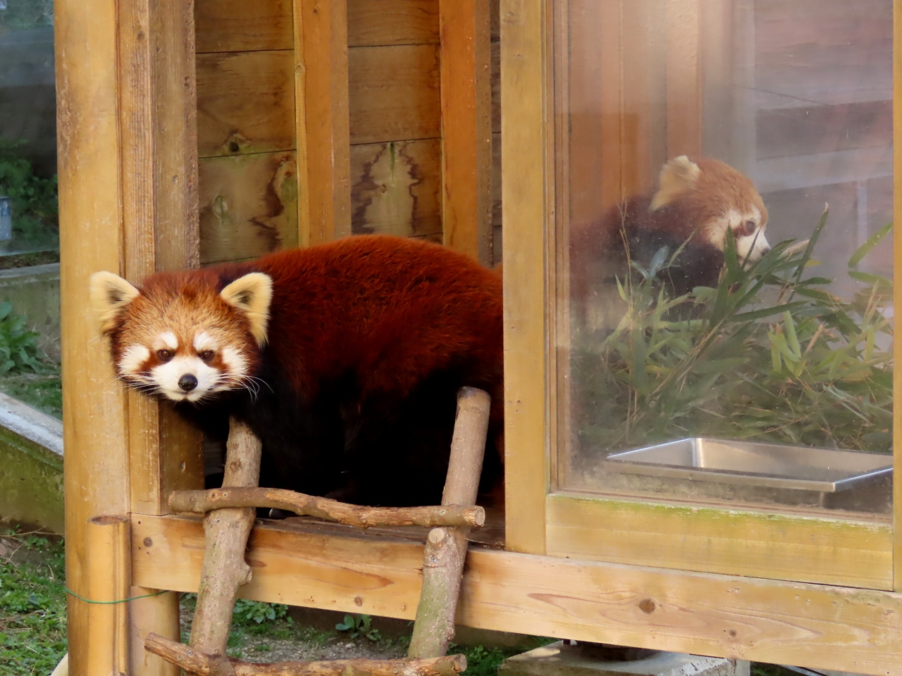愛媛県立とべ動物園 今年の恋のシーズンは終了かな ちょっとよそよそしかった砥部のラブラブカップル 松山 愛媛県 の旅行記 ブログ By Jilllucaさん フォートラベル
