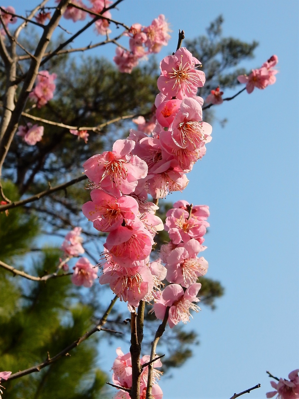 春の目覚め 青梅 吉野梅郷梅まつり 19 青梅 東京 の旅行記 ブログ By 旅姿さん フォートラベル