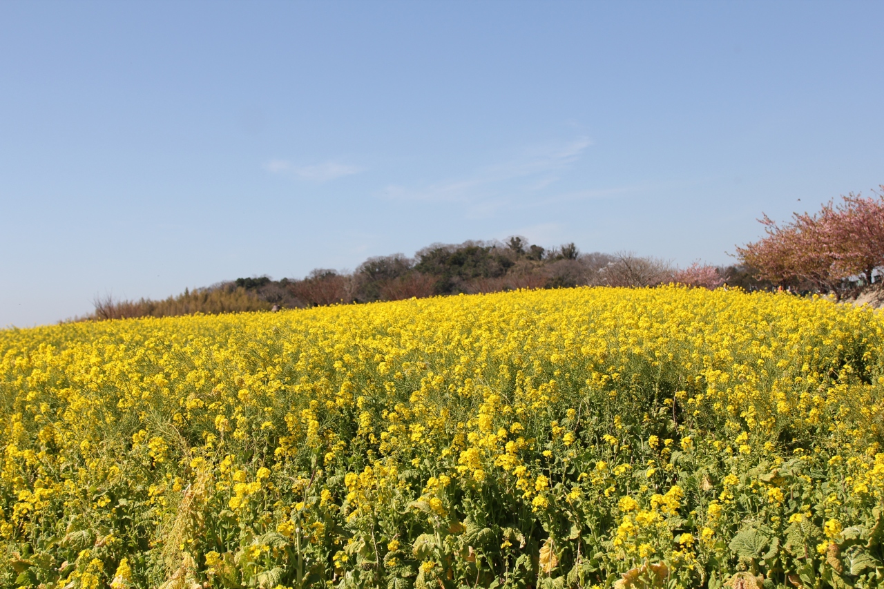 知多半島南知多 観光農園花ひろばに菜の花を見に行って来ました 内海 南知多 愛知県 の旅行記 ブログ By ジローさん フォートラベル