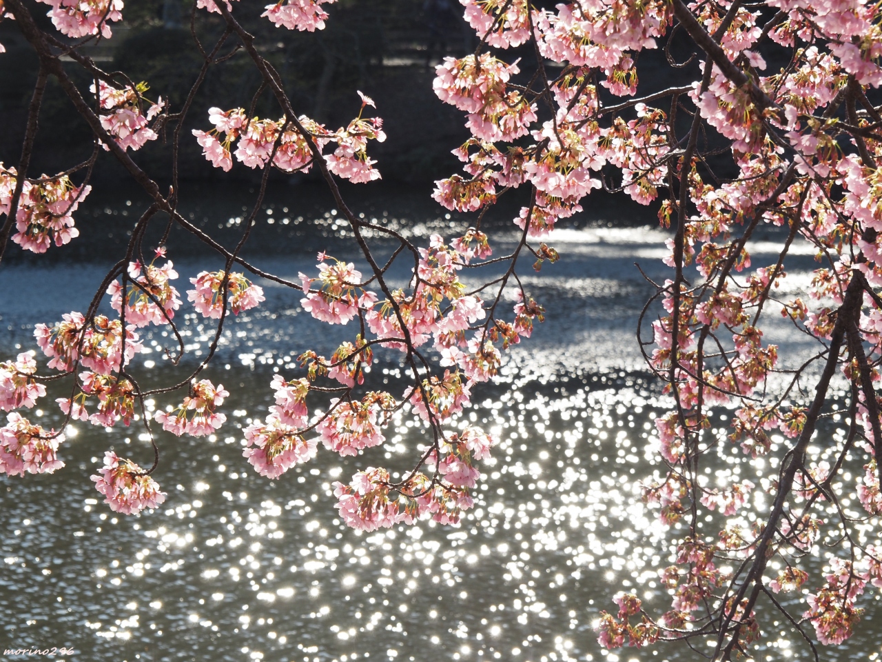 早咲きの桜ウォッチング 代々木公園と新宿御苑 新宿 東京 の旅行記 ブログ By Morino296さん フォートラベル