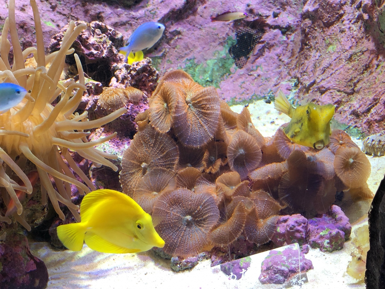 京都水族館わくわく旅行 京都駅周辺 京都 の旅行記 ブログ By くうちゃんさん フォートラベル 京都水族館わくわく旅行 京都駅周辺 京都 の旅行記 ブログ By くうちゃんさん フォートラベル
