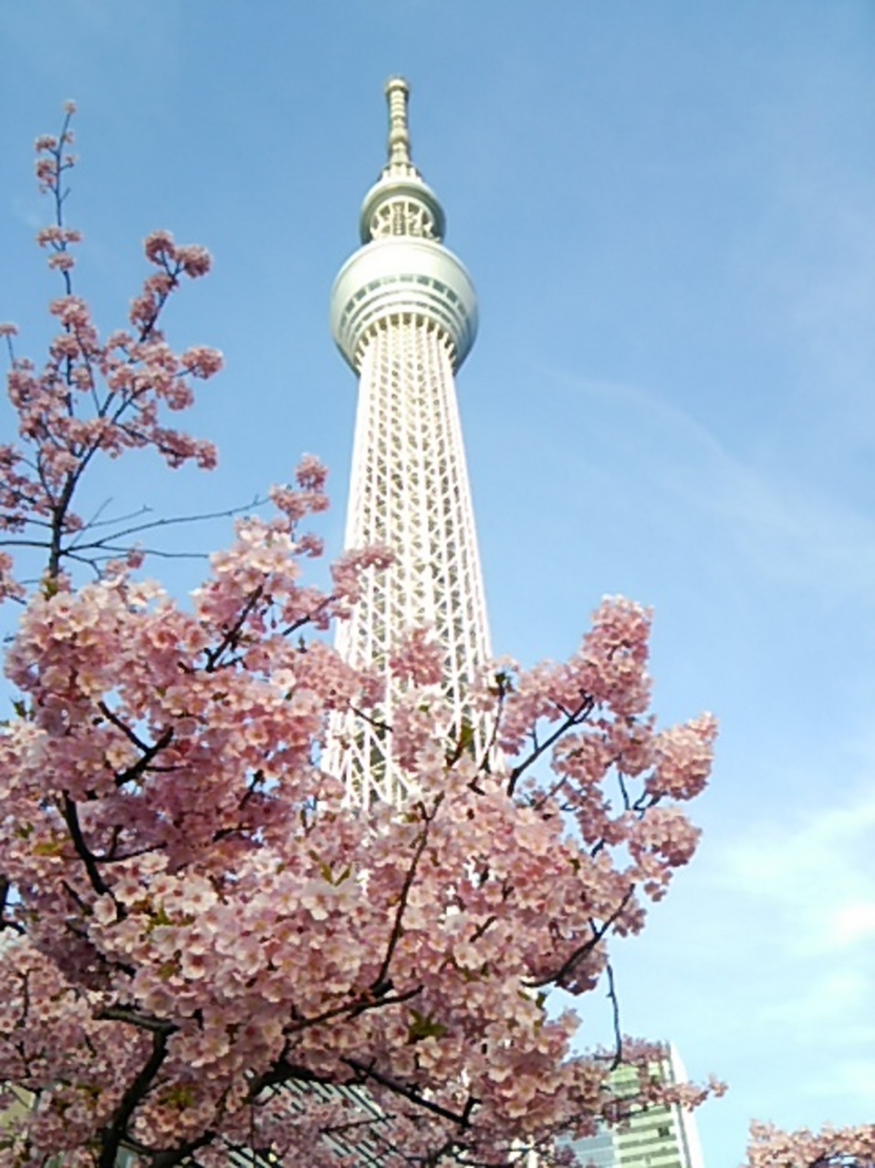 スカイツリーと桜の共演 東京の旅行記 ブログ By Rararamさん フォートラベル