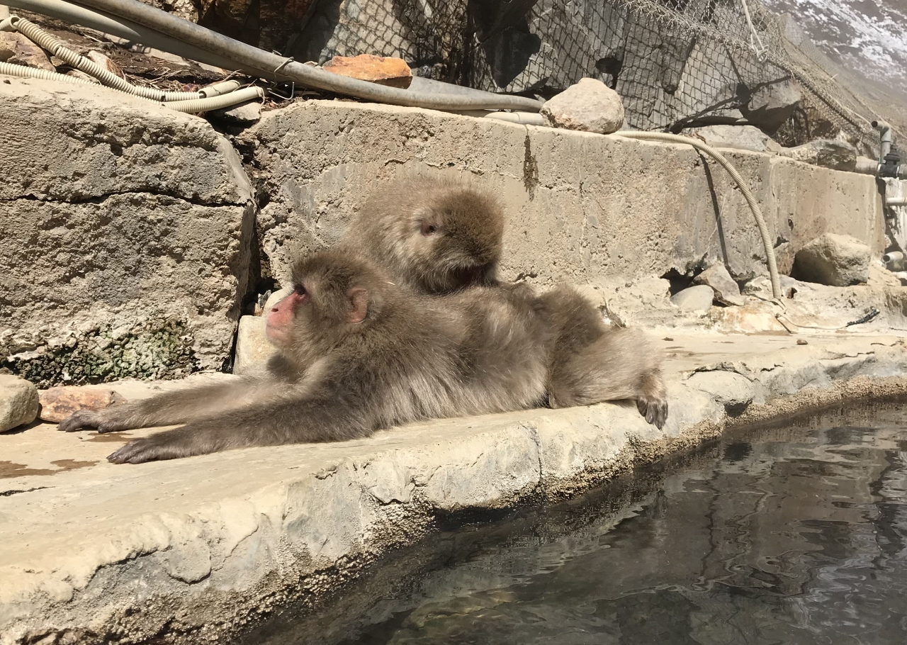 勇気を出して入ってみた お猿と温泉 地獄谷温泉後楽園 湯田中渋温泉郷 志賀高原 長野県 の旅行記 ブログ By めんまさん フォートラベル