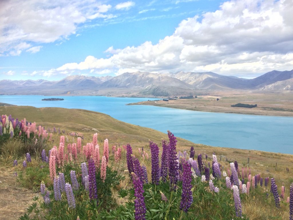 12月のテカポ湖の写真 ルピナス 花 がちょうど見頃でした テカポ ニュージーランド の旅行記 ブログ By エリーさん フォートラベル