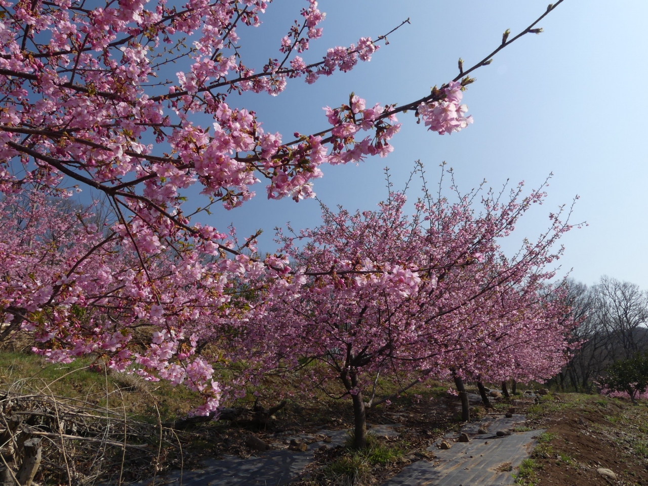 「太田・河津桜の里」の河津桜_2019_葉が出始めていますが、まだ見頃です。(群馬県・太田市)