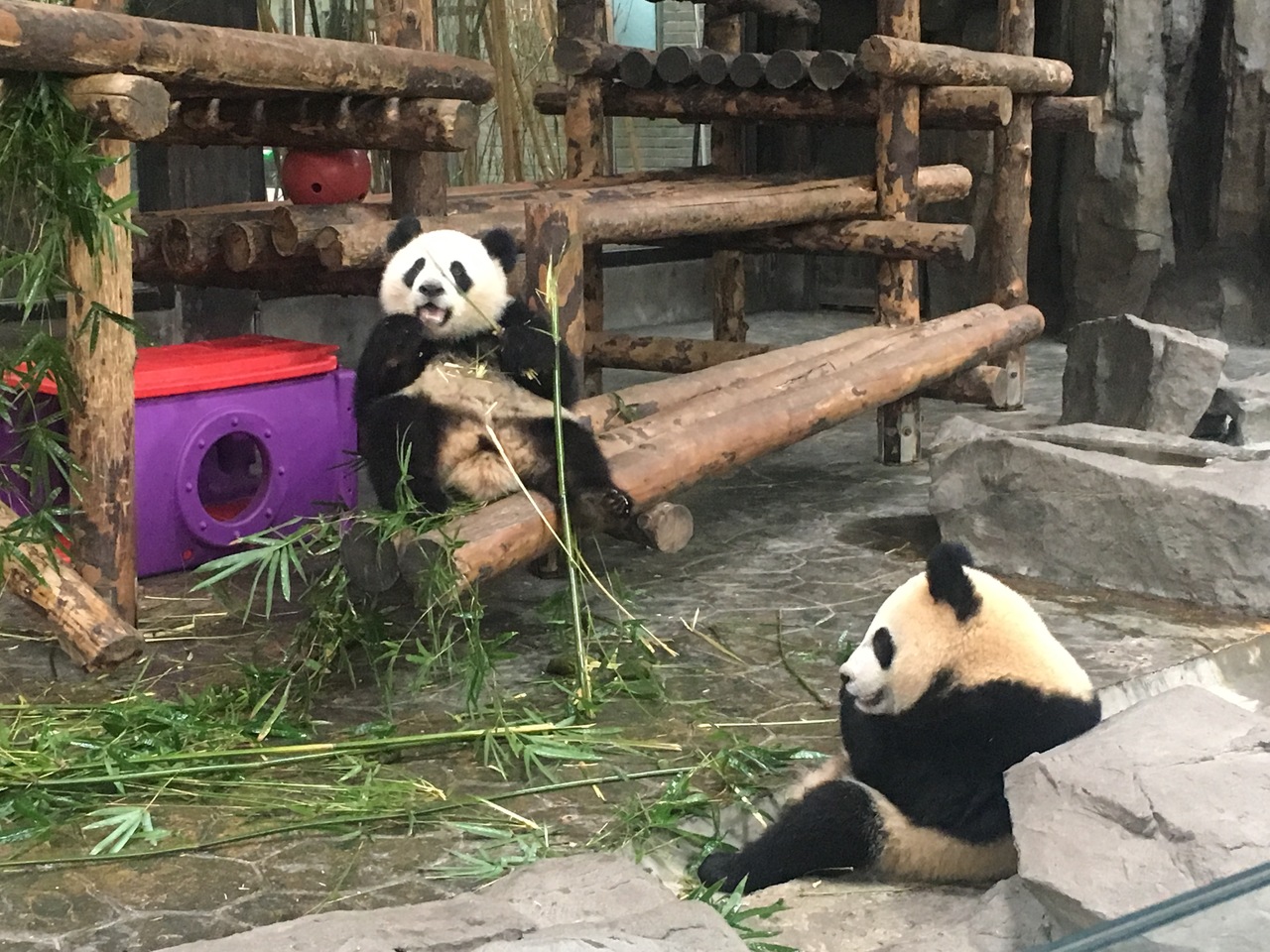 19ジャイアントパンダ鑑賞記録 はじめての海外完全一人旅 上海野生動物園へ行ってきました１ 上海 中国 の旅行記 ブログ By Yayoさん フォートラベル