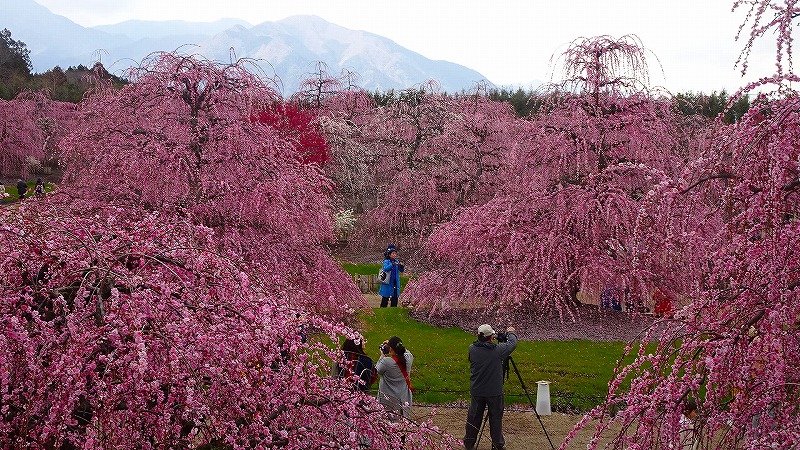 しだれ梅の絶景 鈴鹿の森庭園 と いなべ市梅林公園 ツアー 07 鈴鹿の森庭園見学 1 4 鈴鹿 三重県 の旅行記 ブログ By Hn11さん フォートラベル しだれ梅の絶景 鈴鹿の森庭園 と いなべ市梅林公園 ツアー 07 鈴鹿の森庭園見学 1 4 鈴鹿 三重県 の旅行記 ブログ By Hn11さん フォートラベル