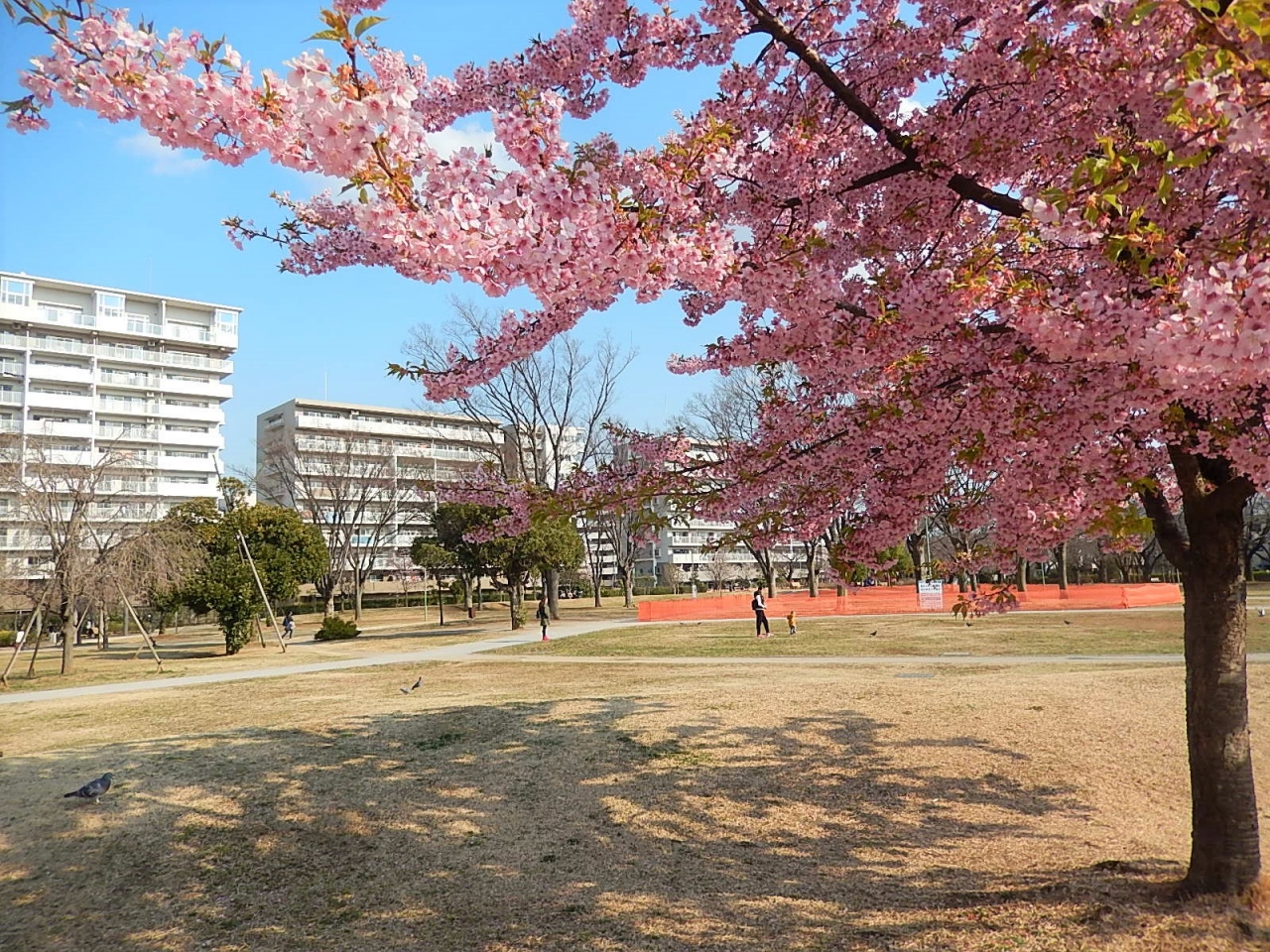 『ふじみ野市福岡中央公園の河津桜は満開でした』埼玉県の旅行記・ブログ by 『ふじみ野市福岡中央公園の河津桜は満開でした』埼玉県の旅行記・ブログ by