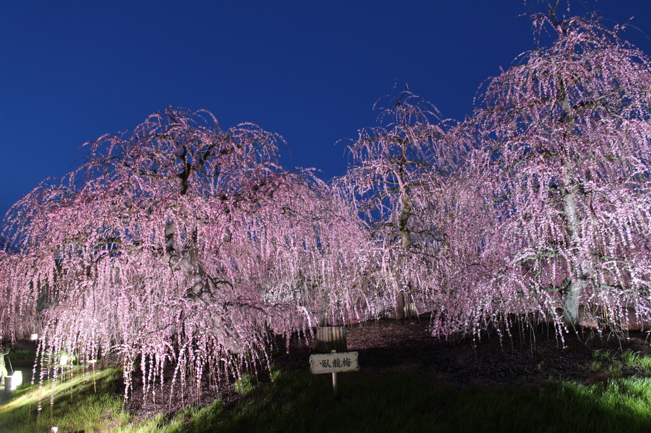 三重の梅はすごかった いなべ市農業公園と鈴鹿の森庭園 いなべ 菰野 三重県 の旅行記 ブログ By 天空の城さん フォートラベル 三重の梅はすごかった いなべ市農業公園と鈴鹿の森庭園 いなべ 菰野 三重県 の旅行記 ブログ By 天空の城さん フォートラベル
