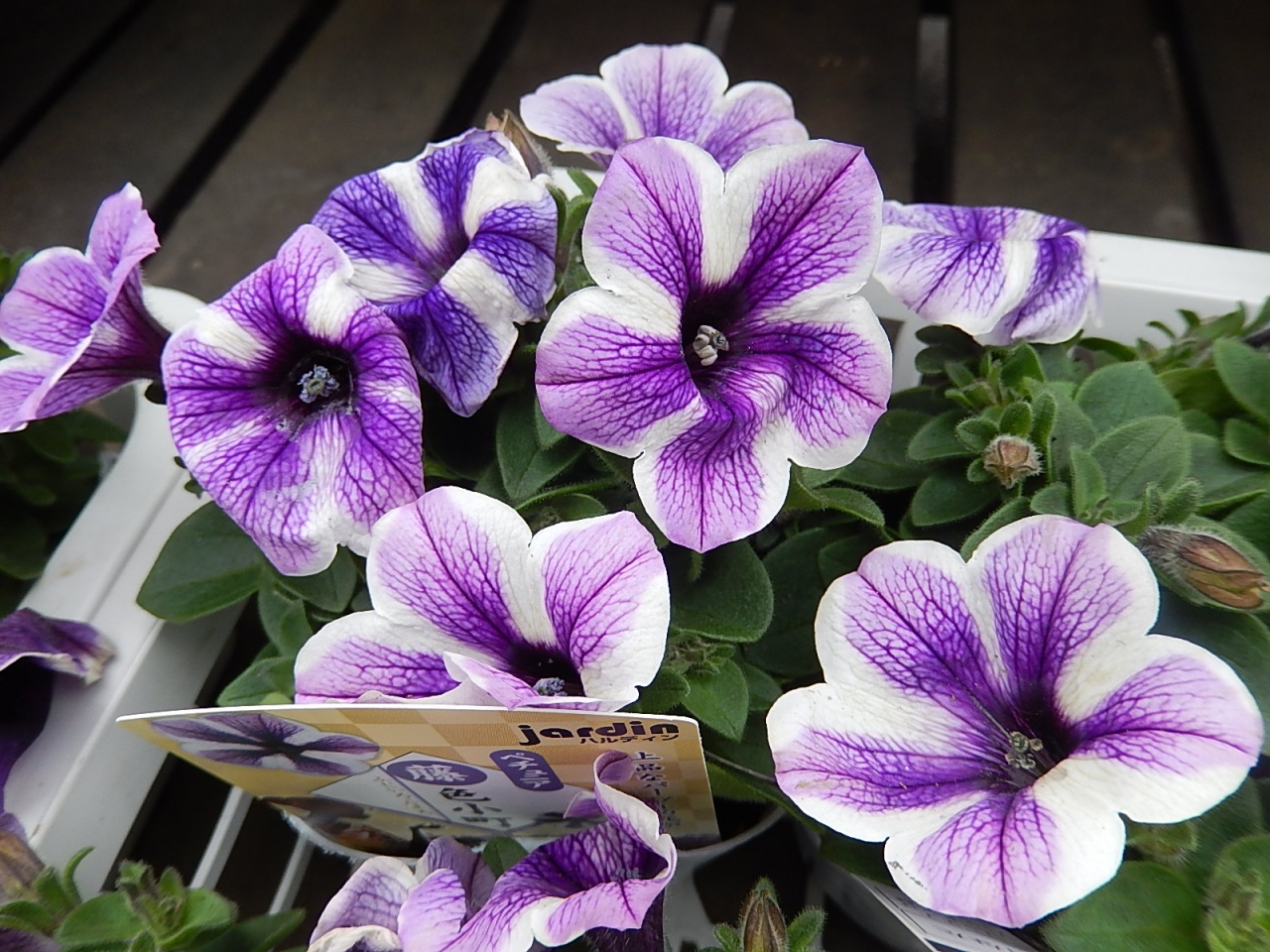 ガーデンセンターで見られた春の花 28 埼玉県の旅行記 ブログ By Tsunetaさん フォートラベル ガーデンセンターで見られた春の花 28 埼玉県の旅行記 ブログ By Tsunetaさん フォートラベル