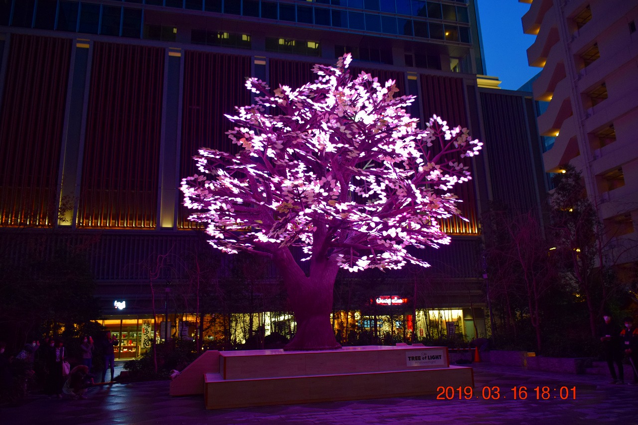 日本橋 桜フェスティバル19で一足早いled桜イルミネーション 日本橋 東京 の旅行記 ブログ By Jh2fxvさん フォートラベル