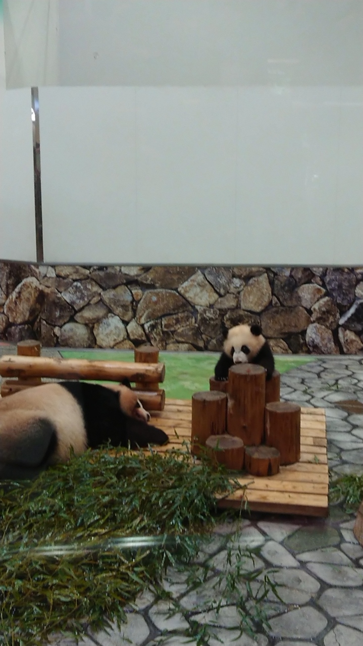 犬連れ家族旅 パンダに再会和歌山１泊２日の旅 南紀白浜 和歌山県 の旅行記 ブログ By みにりくさん フォートラベル