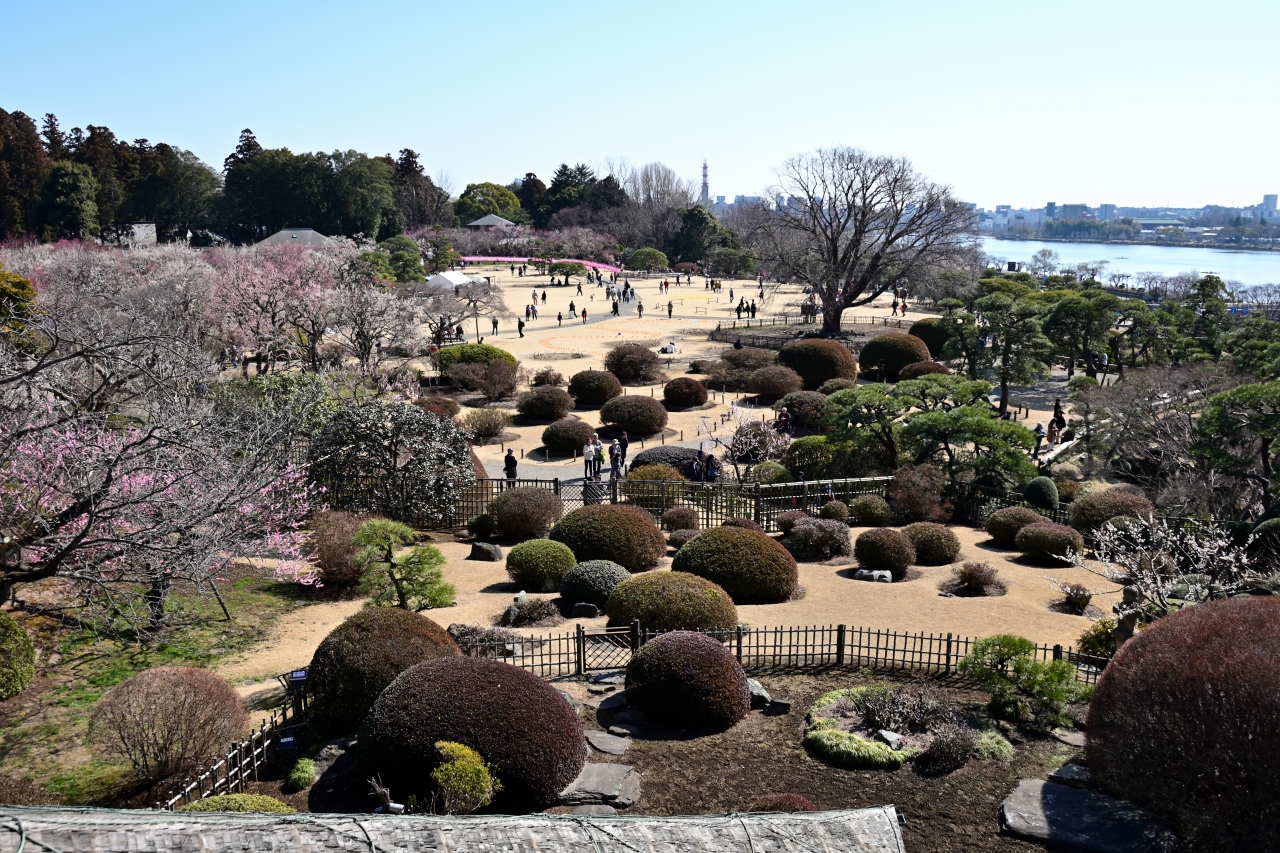 関東八州 季節の花の旅 弥生 梅 Part 1 3 000本の梅花が咲き乱れる名所 偕楽園 水戸 茨城県 の旅行記 ブログ By 葵さん フォートラベル