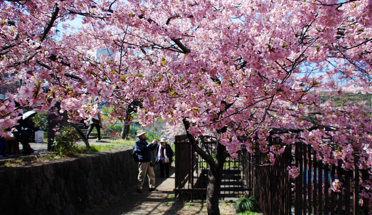 淀水路の河津桜が見頃になって来たと聞いて 伏見 京都 の旅行記 ブログ By こまちゃんさん フォートラベル