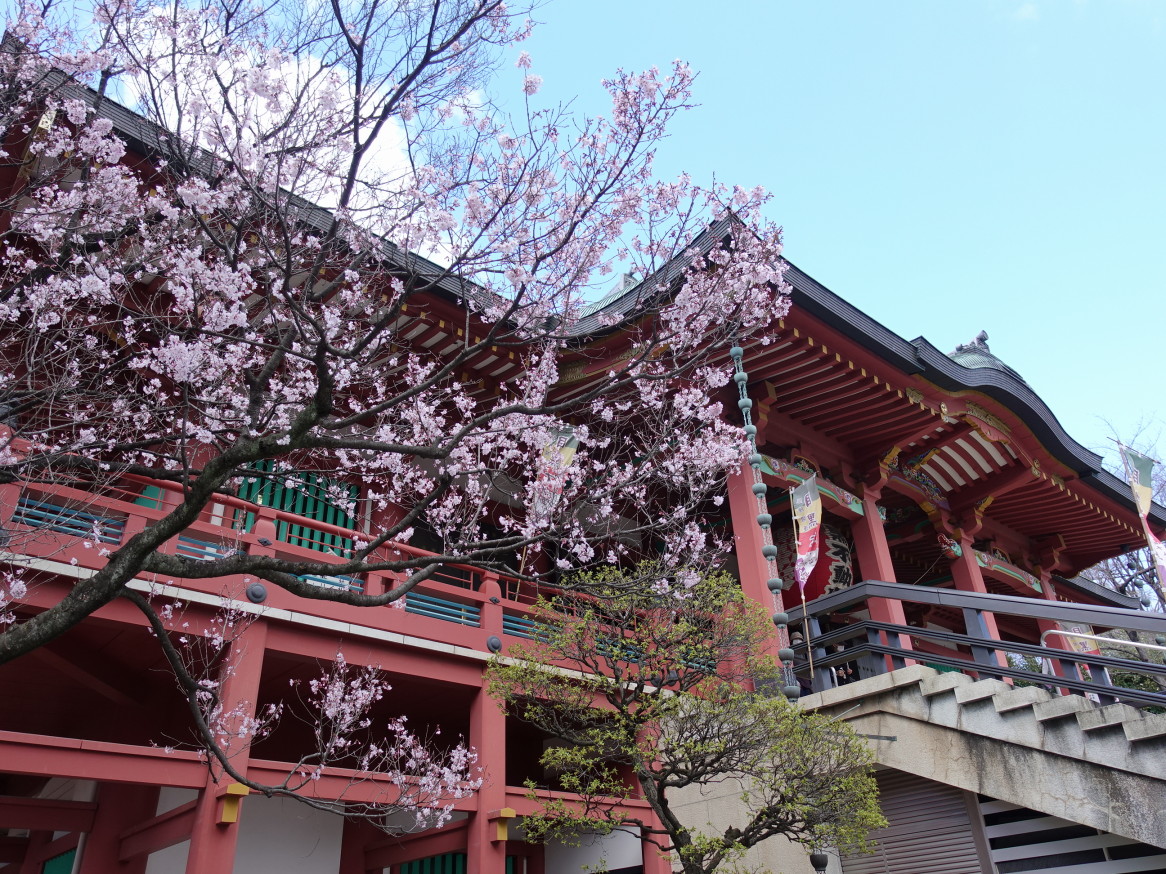 19桜開花宣言 花より団子のヤツメウナギ にしむら 目黒 東京 の旅行記 ブログ By Rosaryさん フォートラベル 19桜開花宣言 花より団子のヤツメウナギ にしむら 目黒 東京 の旅行記 ブログ By Rosaryさん フォートラベル