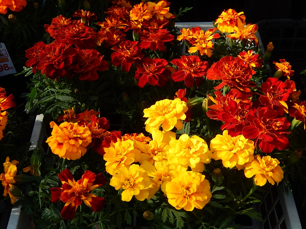 ガーデンセンターで見られた春の花 29 埼玉県の旅行記 ブログ By Tsunetaさん フォートラベル ガーデンセンターで見られた春の花 29 埼玉県の旅行記 ブログ By Tsunetaさん フォートラベル