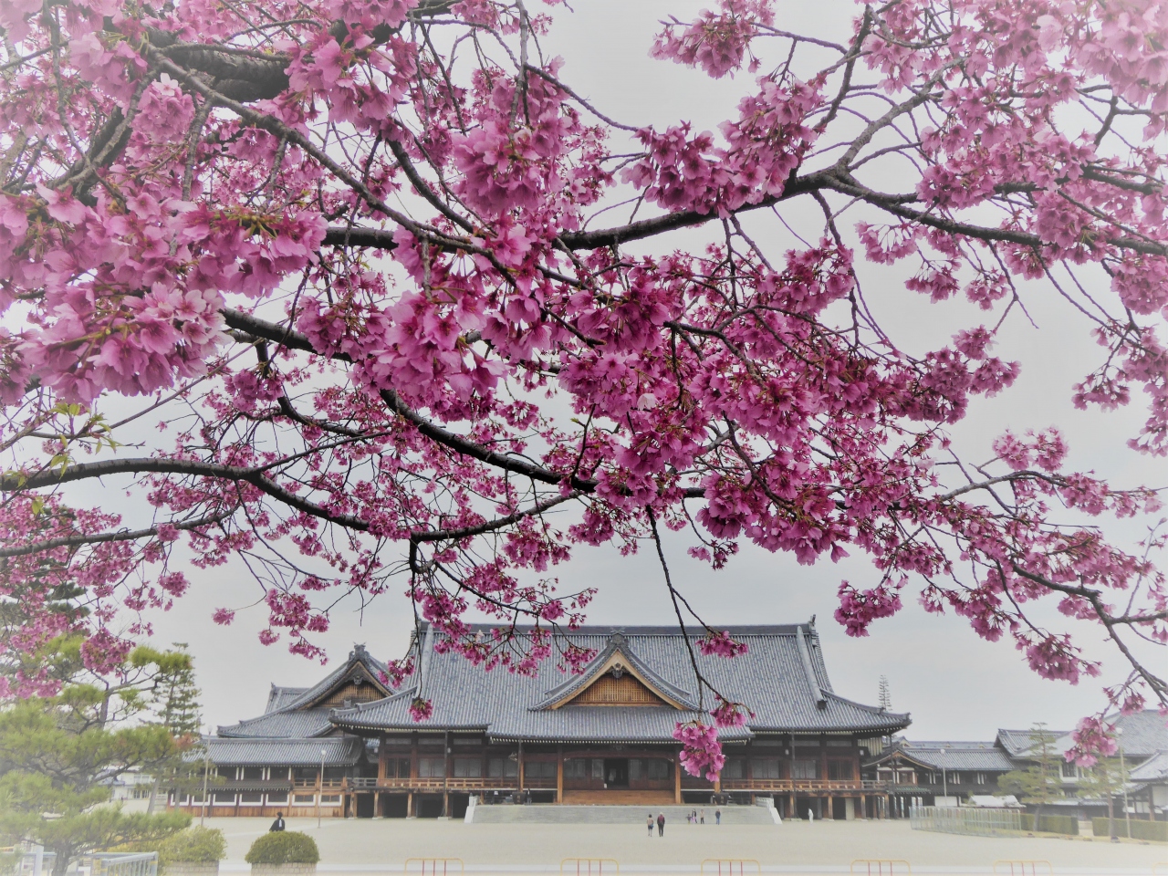 19 桜散歩 天理教会本部 プリンセス雅 熱海桜 河津桜 枝垂桜 江戸彼岸 天理 奈良県 の旅行記 ブログ By Walker00さん フォートラベル 19 桜散歩 天理教会本部 プリンセス雅 熱海桜 河津桜 枝垂桜 江戸彼岸 天理 奈良県 の旅行記 ブログ By Walker00さん フォートラベル