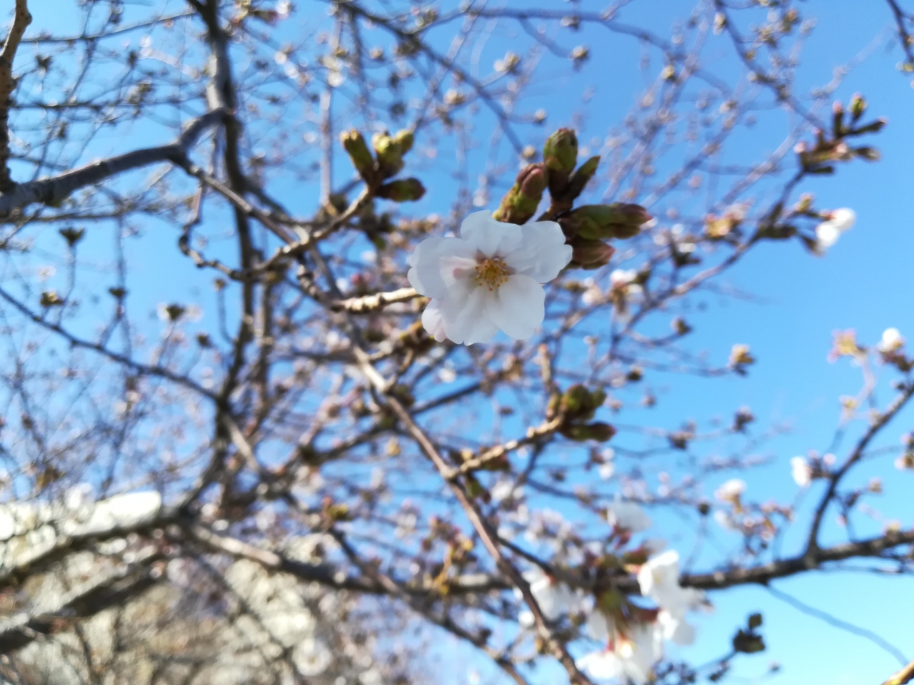 桜の開花状況19 戸塚の柏尾川の桜でお花見をしている人がいたよ 満開は来週かな 屋台がありました 戸塚 いずみ野 港南台 神奈川県 の旅行記 ブログ By ちふさん フォートラベル