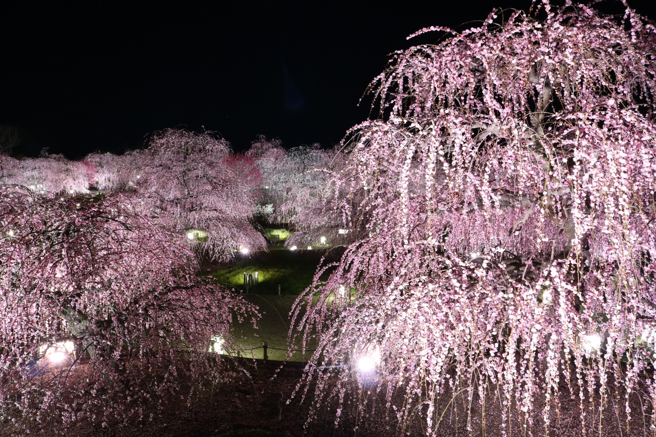 梅の最盛期は終わっちゃいましたが鈴鹿の森庭園ライトアップ 鈴鹿 三重県 の旅行記 ブログ By みちるさん フォートラベル 梅の最盛期は終わっちゃいましたが鈴鹿の森庭園ライトアップ 鈴鹿 三重県 の旅行記 ブログ By みちるさん フォートラベル