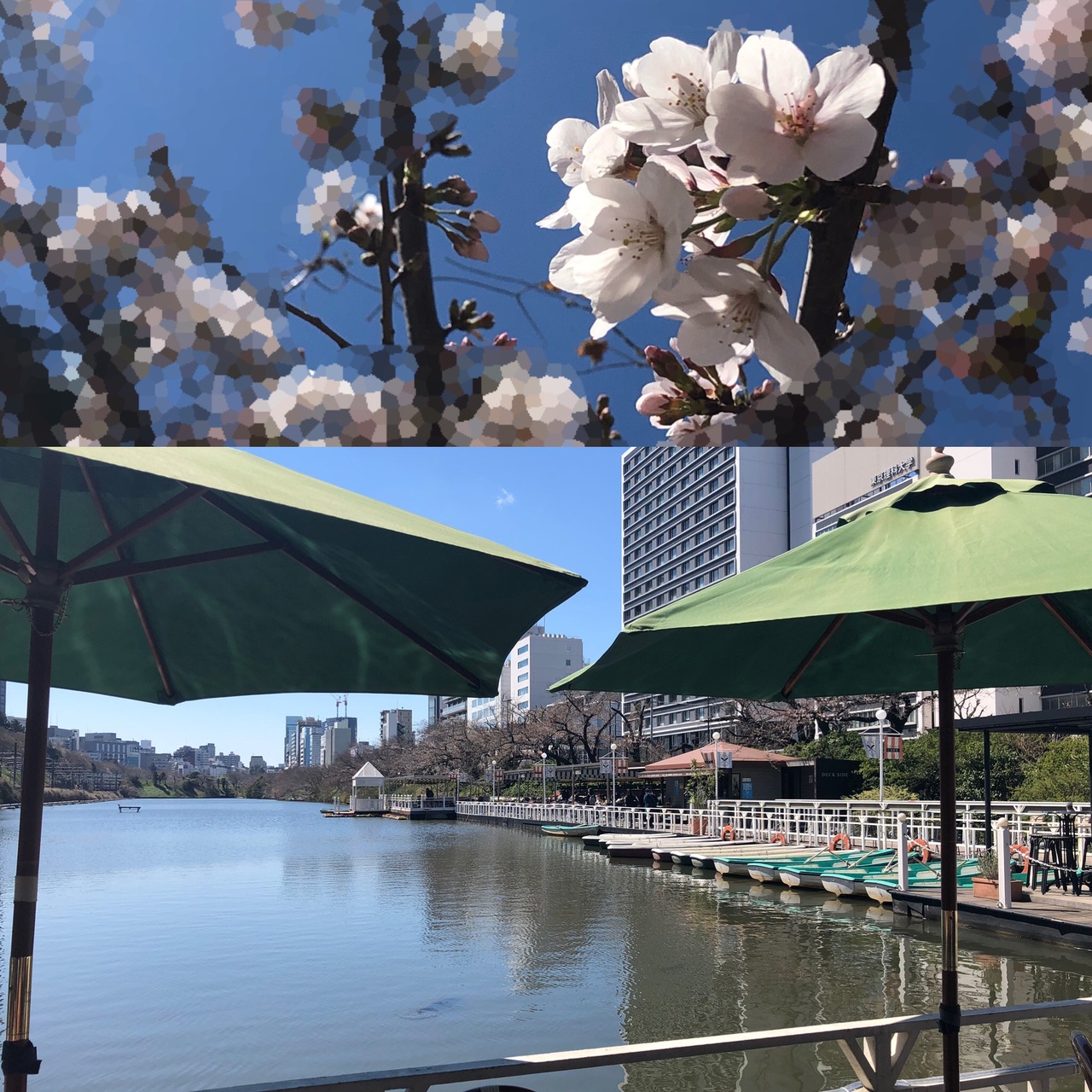 お堀の桜と電車で女子会 水道橋 東京 の旅行記 ブログ By アルカロイド ダリルさん フォートラベル お堀の桜と電車で女子会 水道橋 東京 の旅行記 ブログ By アルカロイド ダリルさん フォートラベル