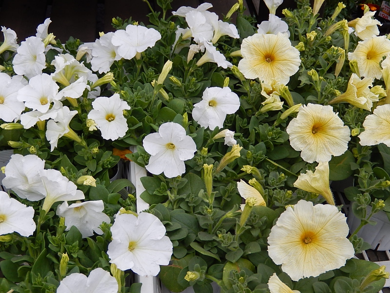 ガーデンセンターで見られた春の花 30 埼玉県の旅行記 ブログ By Tsunetaさん フォートラベル ガーデンセンターで見られた春の花 30 埼玉県の旅行記 ブログ By Tsunetaさん フォートラベル
