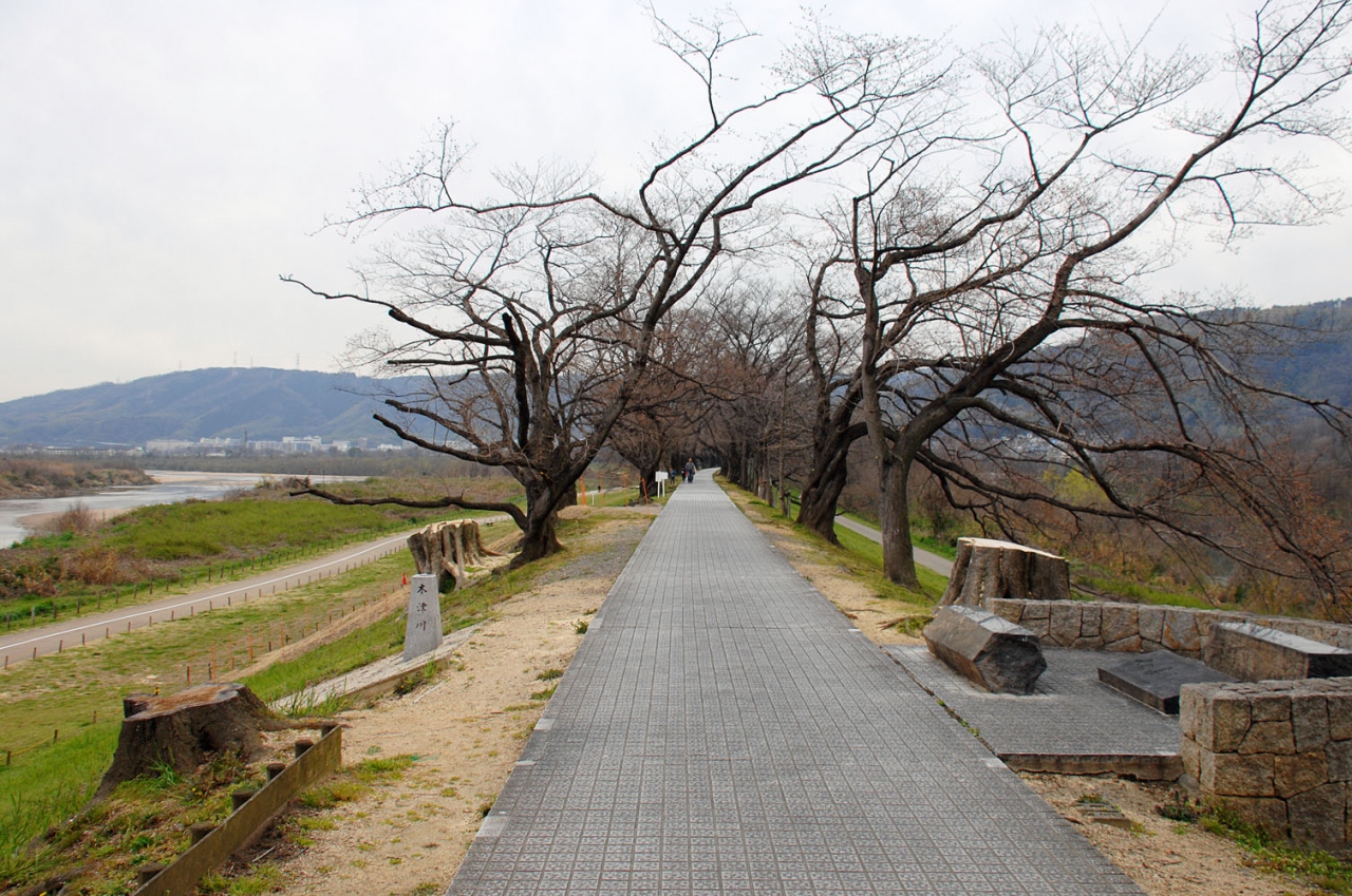19年背割堤桜並木開花情報１ 八幡 城陽 京都 の旅行記 ブログ By こまちゃんさん フォートラベル