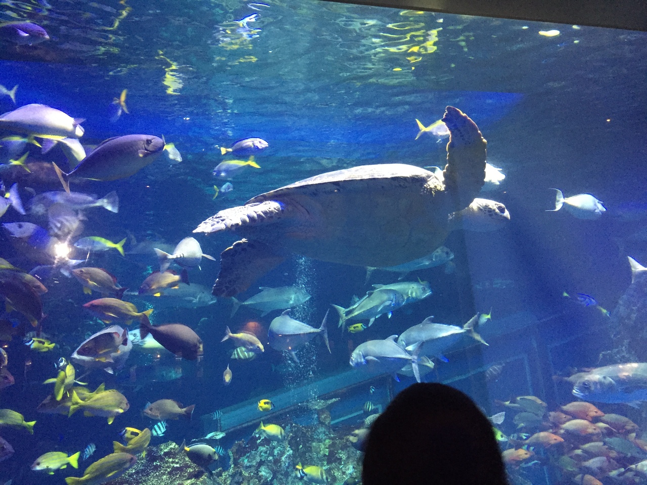 18 8月 真夏の鳥羽水族館 三重県の旅行記 ブログ By すずさん フォートラベル 18 8月 真夏の鳥羽水族館 三重県の旅行記 ブログ By すずさん フォートラベル