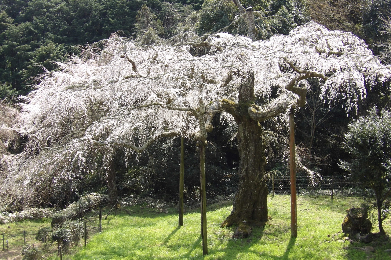 長興山紹太寺の枝垂れ桜は散り始めです 19年 小田原 神奈川県 の旅行記 ブログ By ドクターキムルさん フォートラベル