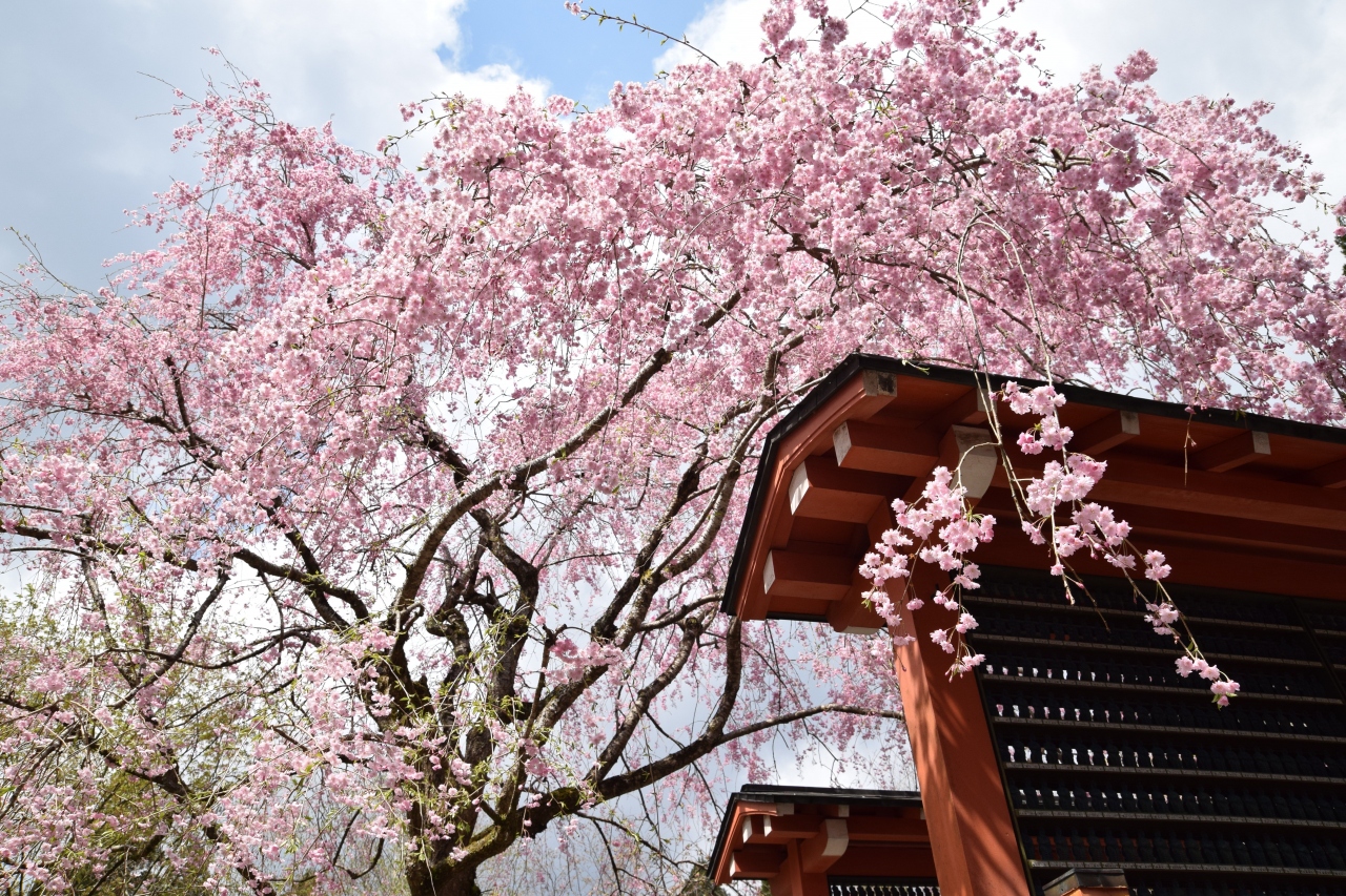 ひとりお花見部 18 巳の日の白雲神社 大原三千院の桜 三日め前半篇 八瀬 大原 貴船 鞍馬 京都 の旅行記 ブログ By Middx さん フォートラベル