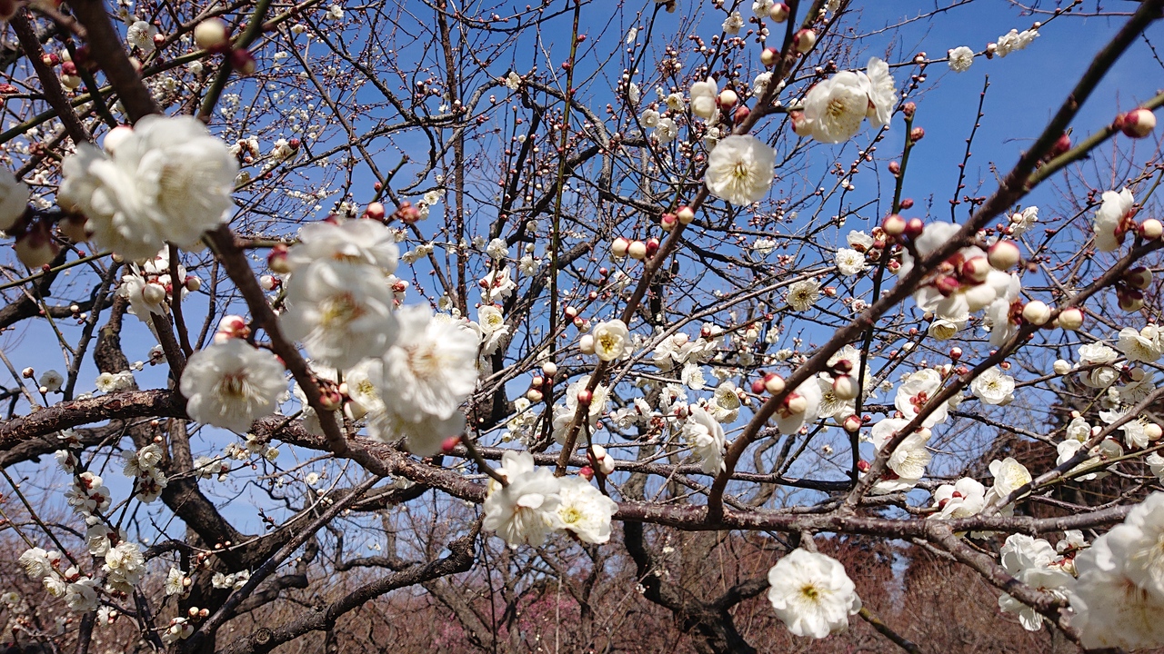 おやじの一人旅 平成最後に梅の花を見たくなって ２０１９ 水戸 茨城県 の旅行記 ブログ By つぶあんさん フォートラベル