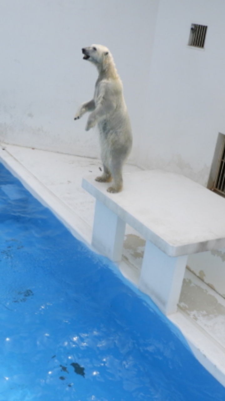 2019年3月 熊本市動植物園 熊本県の旅行記 ブログ By ヤッシーさん フォートラベル 2019年3月 熊本市動植物園 熊本県の旅行記 ブログ By ヤッシーさん フォートラベル