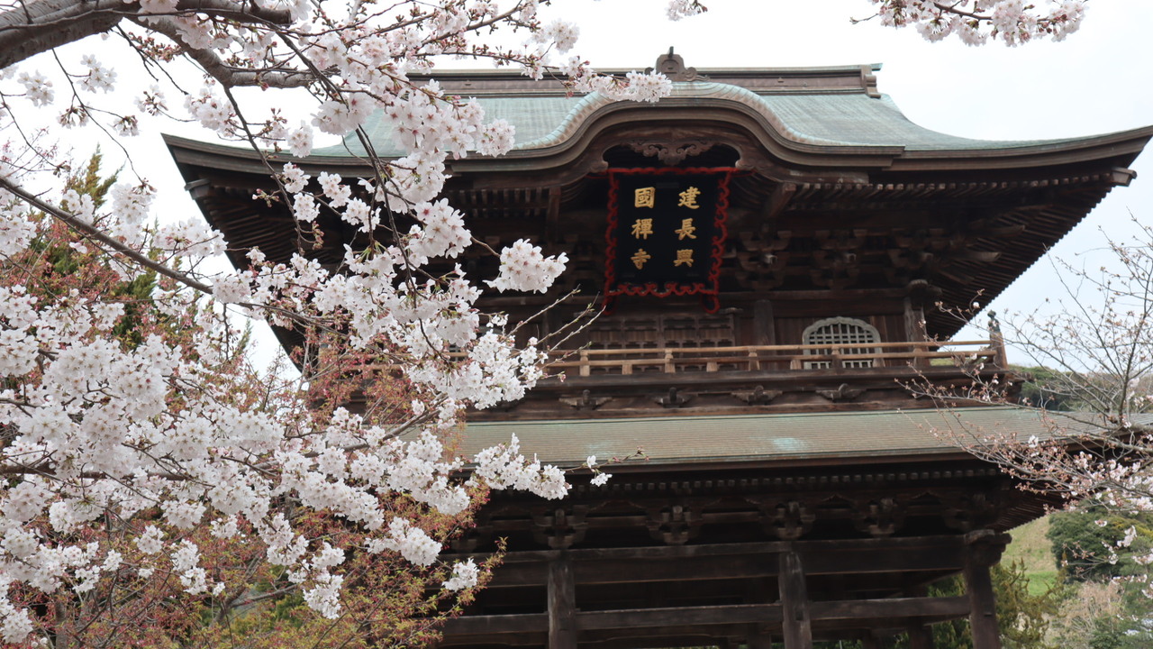 桜はどうかな 北鎌倉の シェ ケンタロウ でランチの後 建長寺と鶴岡八幡宮を訪ねました 鎌倉 神奈川県 の旅行記 ブログ By はるたまさん フォートラベル 桜はどうかな 北鎌倉の シェ ケンタロウ でランチの後 建長寺と鶴岡八幡宮を訪ねました 鎌倉 神奈川県 の旅行記 ブログ By はるたまさん フォートラベル