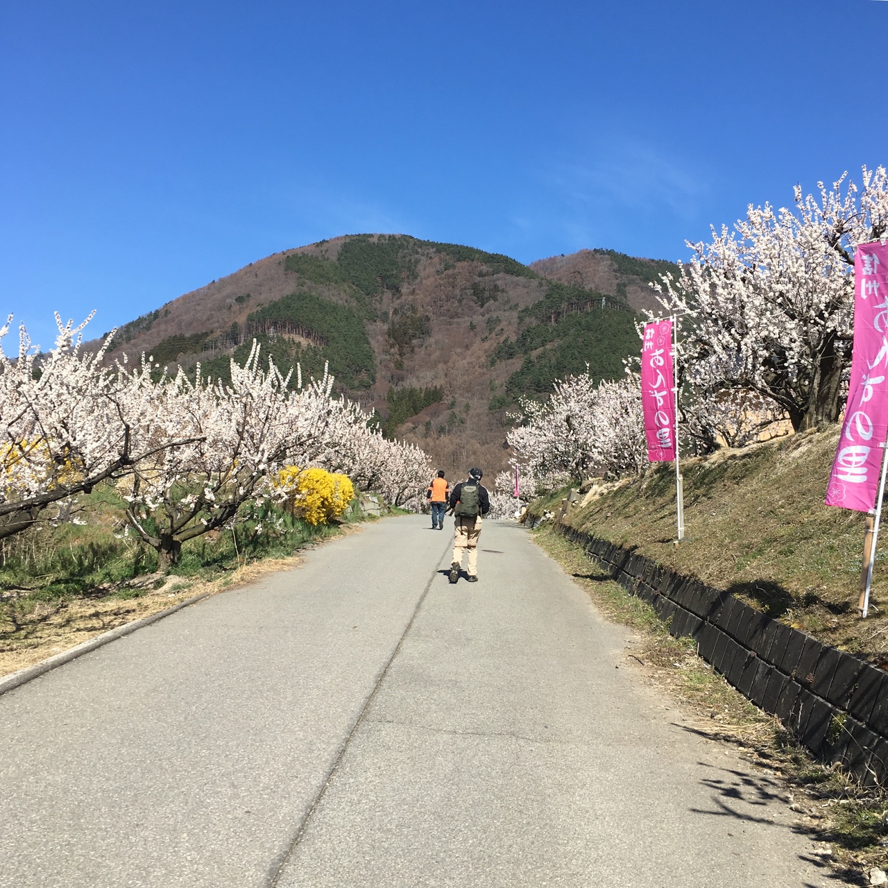 春nagano あんずまつり 千曲 坂城 長野県 の旅行記 ブログ By タックライさん フォートラベル