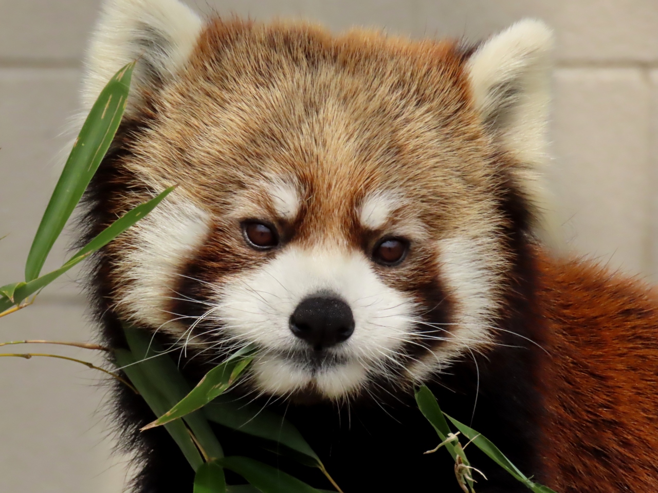 甲府市遊亀公園附属動物園 遊亀の魅力上昇中 肩肘張らない感じがとても嬉しいクゥちゃんとホクト君の同居 甲府 山梨県 の旅行記 ブログ By Jilllucaさん フォートラベル 甲府市遊亀公園附属動物園 遊亀の魅力上昇中 肩肘張らない感じがとても嬉しいクゥちゃんとホクト君の同居 甲府 山梨県 の旅行記 ブログ By Jilllucaさん フォートラベル
