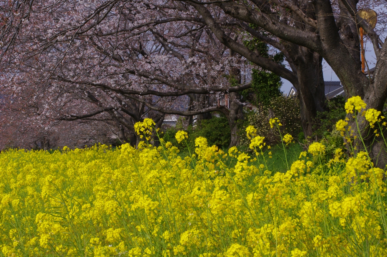 満開の菜の花と少しの桜 山口県の旅行記 ブログ By Yoshikoさん フォートラベル