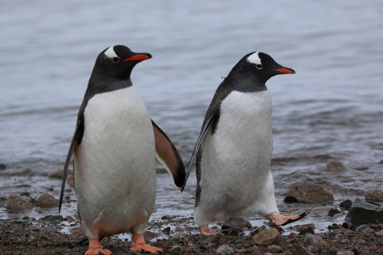 おばさん ひとり旅で南極へ 南極編 やっぱりペンギンペンギンペンギンの話 南極 南極大陸 の旅行記 ブログ By 猫大好きさん フォートラベル