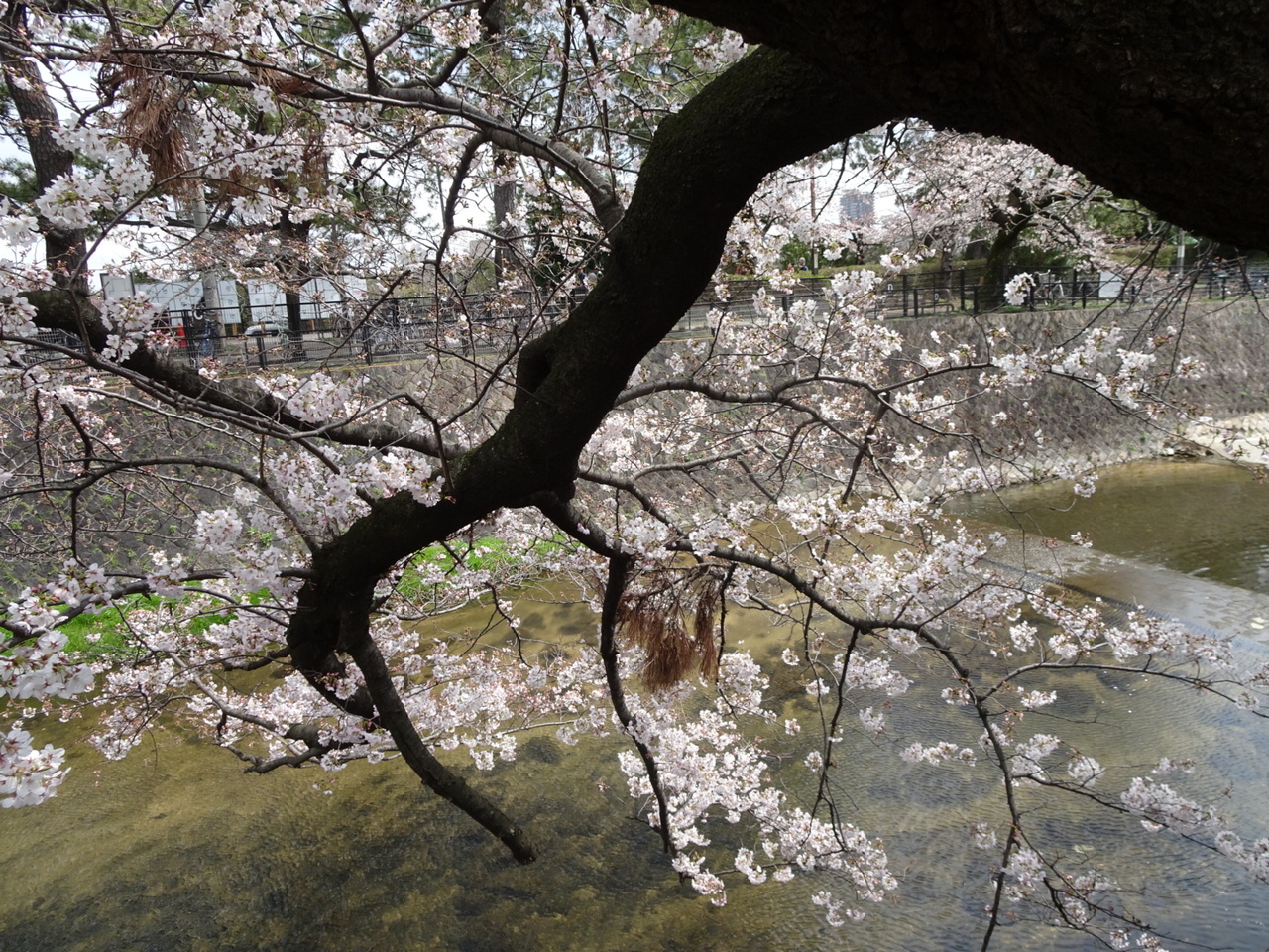 ちょっと早すぎる夙川公園のお花見 西宮 芦屋 兵庫県 の旅行記 ブログ By ハーブさん フォートラベル ちょっと早すぎる夙川公園のお花見 西宮 芦屋 兵庫県 の旅行記 ブログ By ハーブさん フォートラベル
