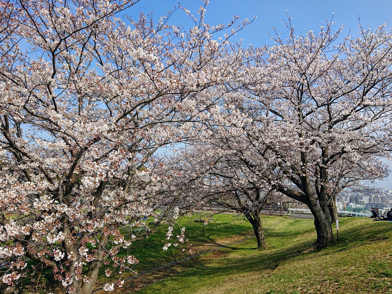 3月31日 弘明寺 大岡川プロムナード 清水が丘公園の桜 東神奈川 保土ヶ谷 弘明寺 神奈川県 の旅行記 ブログ By わんこさん フォートラベル 3月31日 弘明寺 大岡川プロムナード 清水が丘公園の桜 東神奈川 保土ヶ谷 弘明寺 神奈川県 の旅行記 ブログ By わんこさん フォートラベル