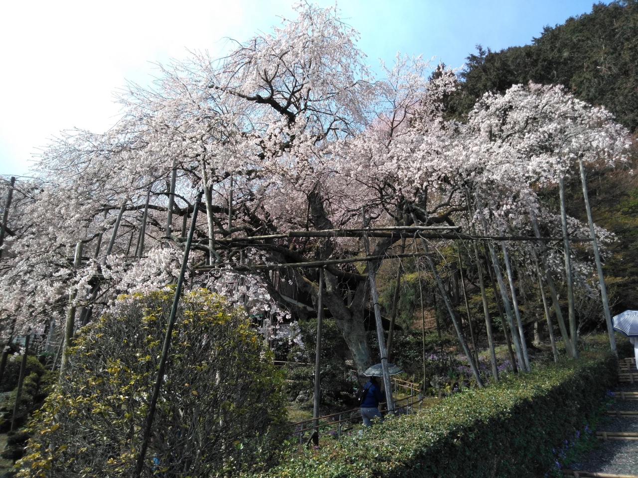 池田町 神戸町 霞間ケ渓と輪中堤の桜とお千代保稲荷を散策する旅 大垣 岐阜県 の旅行記 ブログ By ヤッターマン３号さん フォートラベル