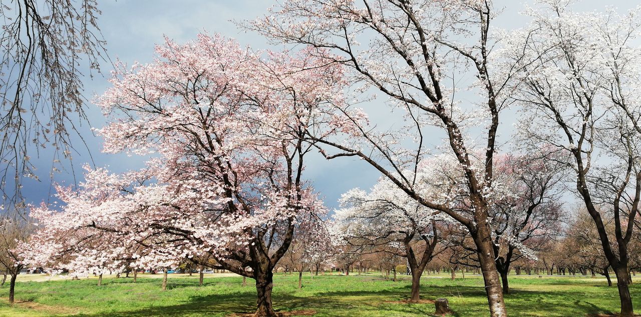 茨城で桜 結城 下妻 茨城県 の旅行記 ブログ By Yo Haiさん フォートラベル 茨城で桜 結城 下妻 茨城県 の旅行記 ブログ By Yo Haiさん フォートラベル